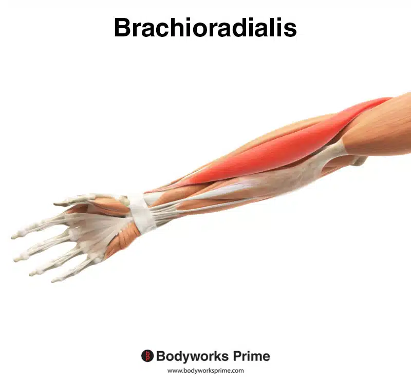 <p>Runs under *Brachioradialis* along radial artery, sensory to the dorsum of the hand. ✋</p>