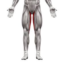 <p>goin; Inner Thigh</p>
