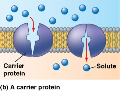 <p>Carrier proteins</p>