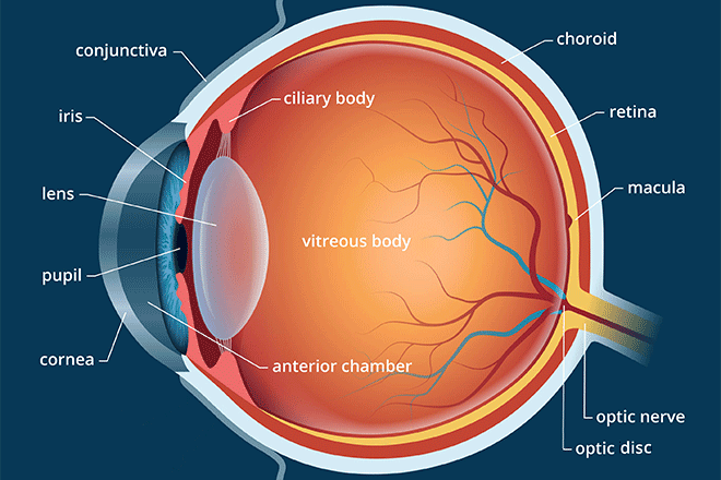 <p>the light-sensitive inner surface of the eye that contains the receptor rods and cones plus layers of neurons that begin the processing of transduction for vision</p>
