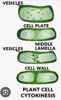 <p>The building of a new structure down the middle of a plant cell, this structure being called the cell plate, that then sections off the two different parts and allows them to become 2 fully new autonomous cells.</p>