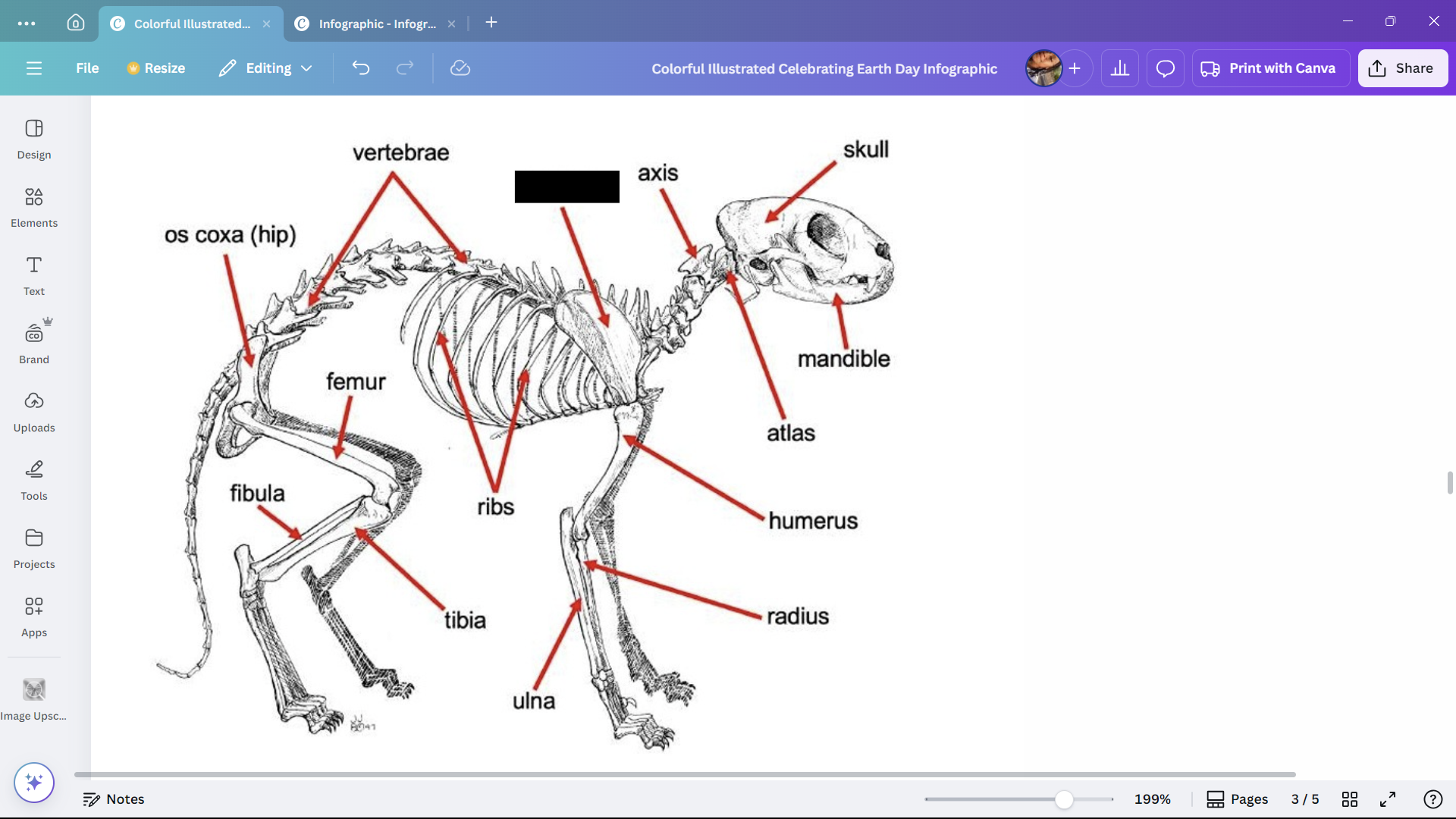 <p>The shoulder blade of a cat.</p>