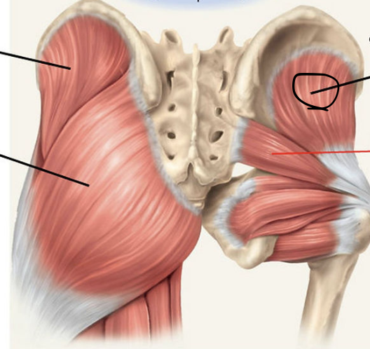<p>identify + state origin, insertion, action, innervation of marked structure</p>