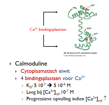 <p>4, 2 per domein</p>