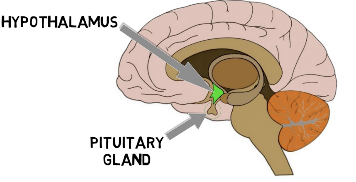 <p>hypothalamus functions:</p>