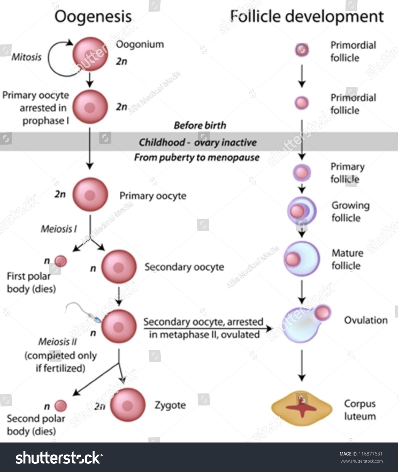 <p>BEFORE BIRTH</p><ul><li><p>Germinal epithelium cells divide repeatedly in ovary by <strong><u>mitosis</u></strong> → makes <mark data-color="yellow" style="background-color: yellow; color: inherit">diploid oogonia </mark>+ <mark data-color="yellow" style="background-color: yellow; color: inherit">more germinal epithelium</mark></p></li><li><p>Oogonia divide by <strong><u>mitosis</u></strong> and enlarge → <mark data-color="yellow" style="background-color: yellow; color: inherit">diploid primary oocytes + more oogonia</mark></p></li><li><p><mark data-color="yellow" style="background-color: yellow; color: inherit">Primary oocytes</mark> begin <strong><u>meiosis I</u></strong> (arrested at <u>Prophase I</u>)</p><p>→ millions of primary oocytes at Prophase I in newborn</p></li></ul><p>AFTER BIRTH</p><ul><li><p>After puberty, hormones stimulate development → b4 ovulation, primary oocyte completes <strong><u>meiosis I</u></strong> making <mark data-color="yellow" style="background-color: yellow; color: inherit">secondary + first polar (disintegrates)</mark></p></li><li><p><mark data-color="yellow" style="background-color: yellow; color: inherit">Secondary oocyte</mark> begins <strong><u>meiosis II</u></strong>, but arrested at <u>metaphase II</u> unless fertilisation occurs (would produce <mark data-color="yellow" style="background-color: yellow; color: inherit">ovum</mark>)</p></li></ul><p></p>