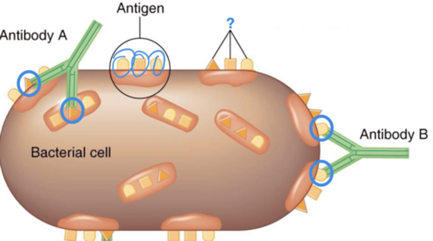 <p>Adaptive immunity</p><p>Also called epitopes</p>