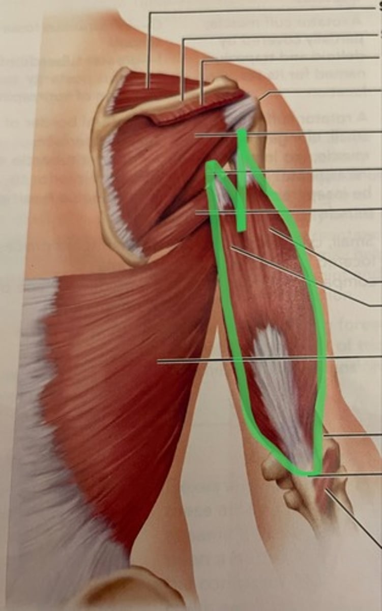 <p>O: humerus; scapula</p><p>I: olecranon process of ulna</p><p>A: extends elbow</p>
