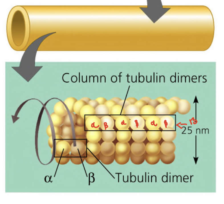 <ul><li><p>Hollow <span style="color: red">tube</span> of 13 alpha beta <span style="color: red">tubulin</span> dimers</p><p></p></li></ul>