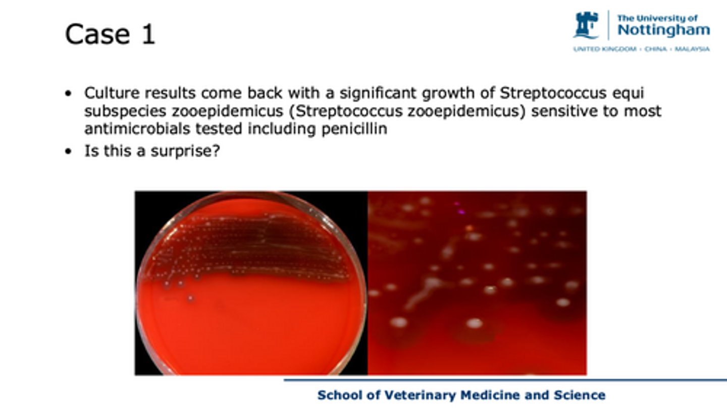 <p>case 1 - discuss the results of this culture</p>