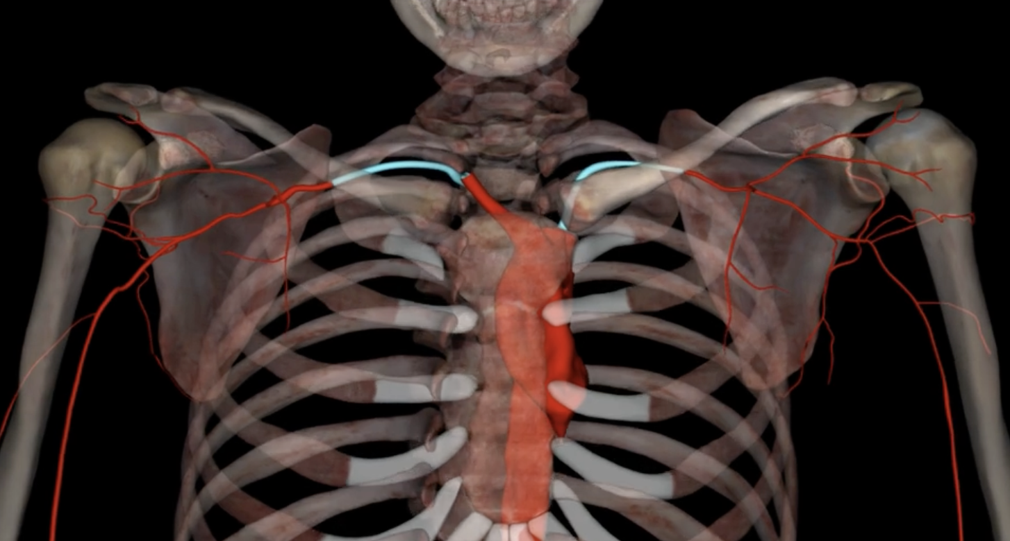 <p>What are highlighted in blue?</p>