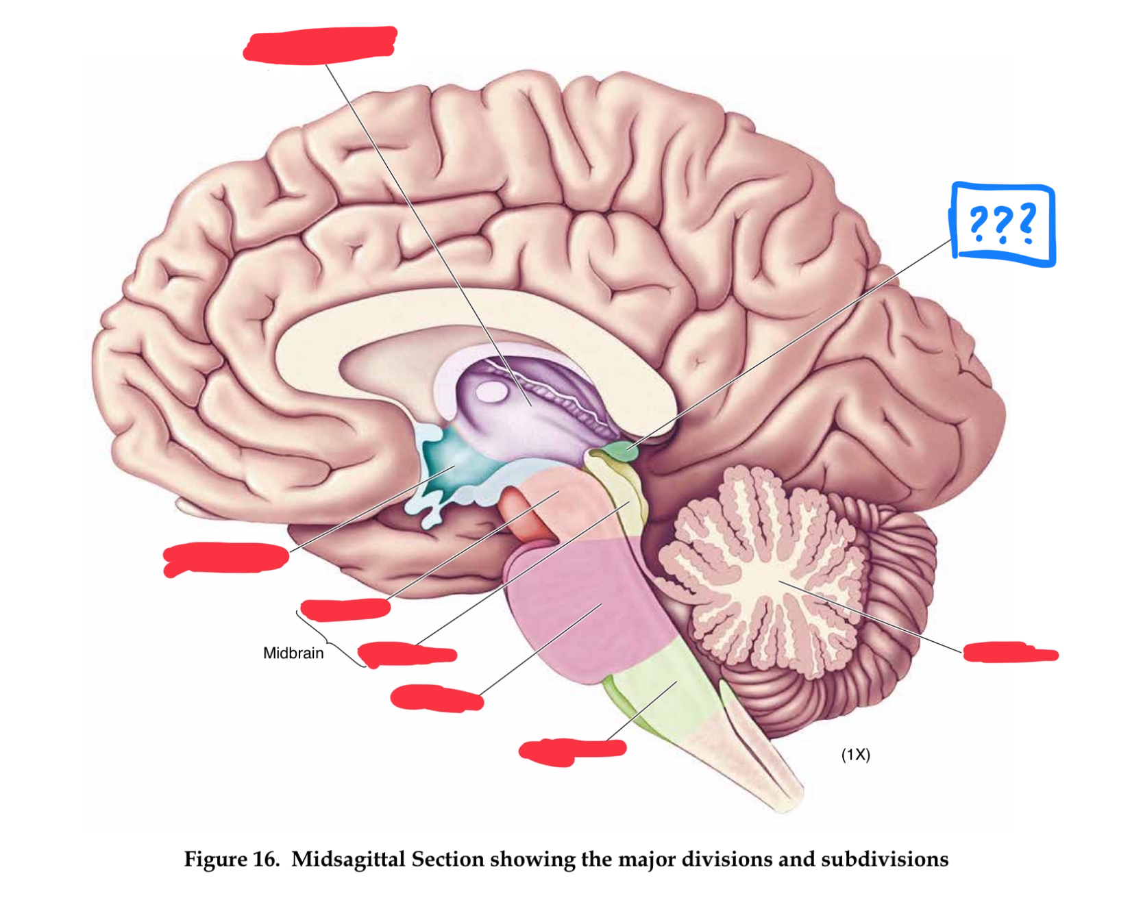 <p>secretes one hormone, melatonin which is involved in sleep</p>