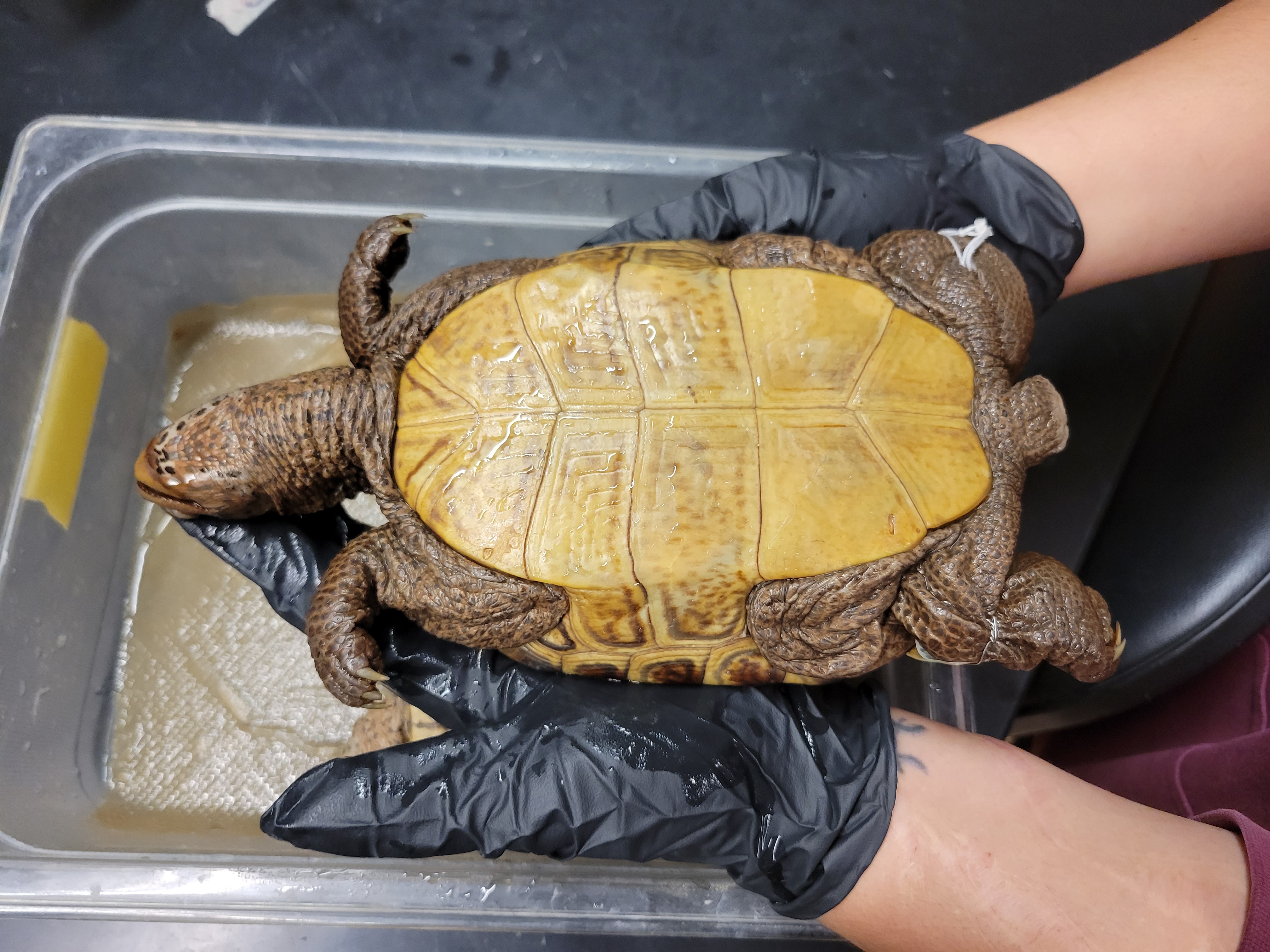 <p><span>F: Emydidae<br>Malaclemys terrapin</span></p>
