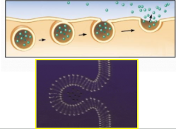 <ol><li><p>transport vesicles migrate to the membrane, fuse with it, and release their contents</p></li><li><p>Many secretory cells use exocytosis to export their products (ex: nerve cells releasing neurotransmitters)</p></li><li><p>vesicles fuse with cell membrane, expel contents</p></li></ol><p></p>