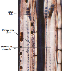 <p>P-proteins staunch wounds continuous wall called a sieve plate</p>