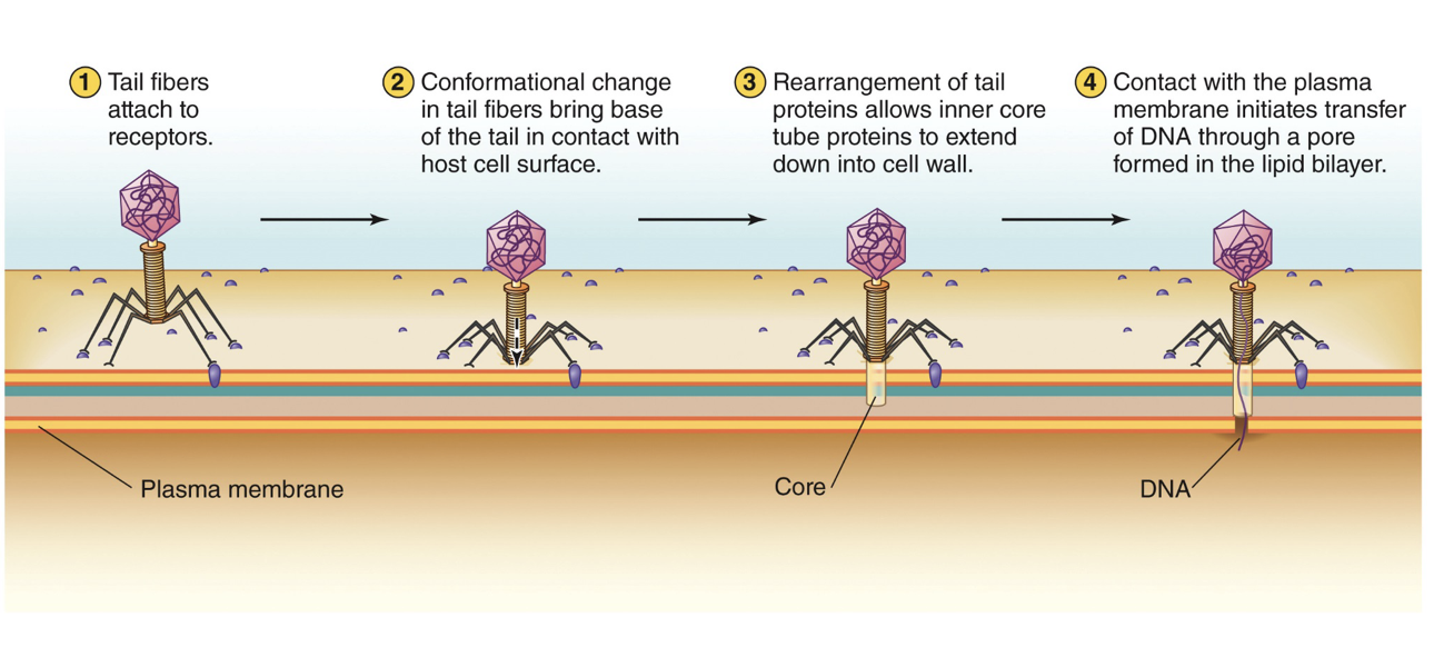 <p>Tail fibers are attached to cell wall and puncture into cell to transfer the viral DNA through a pore formed in the lipid bilayer.</p>