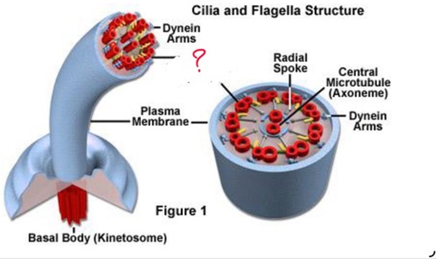 <p>What cilia structure is this?</p>