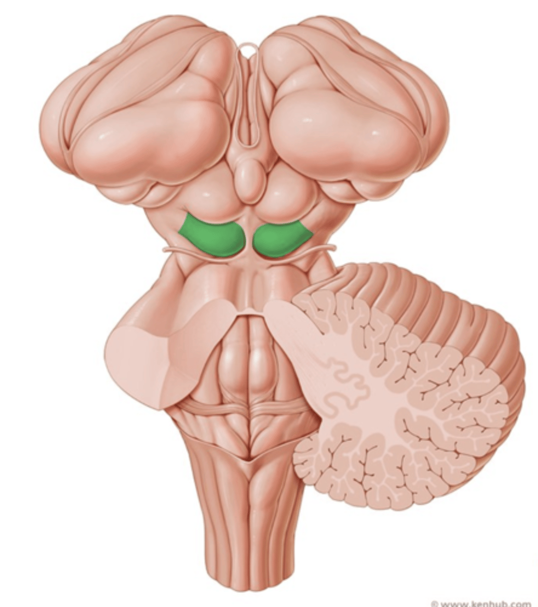 <p>: Eye movement, auditory and visual processing</p>