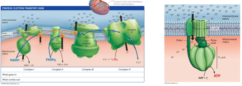 <p>final stage of aerobic respiration; releases energy stored within reduced hydrogen carriers to synthesize ATP; drives transport of protons across inner membrane from the matrix to intermembrane space for a proton gradient &amp; electrons reduce O<sub>2</sub> to water; hydrogens pass through ATP synthase to produce ATP into the mitochondrial matrix</p>