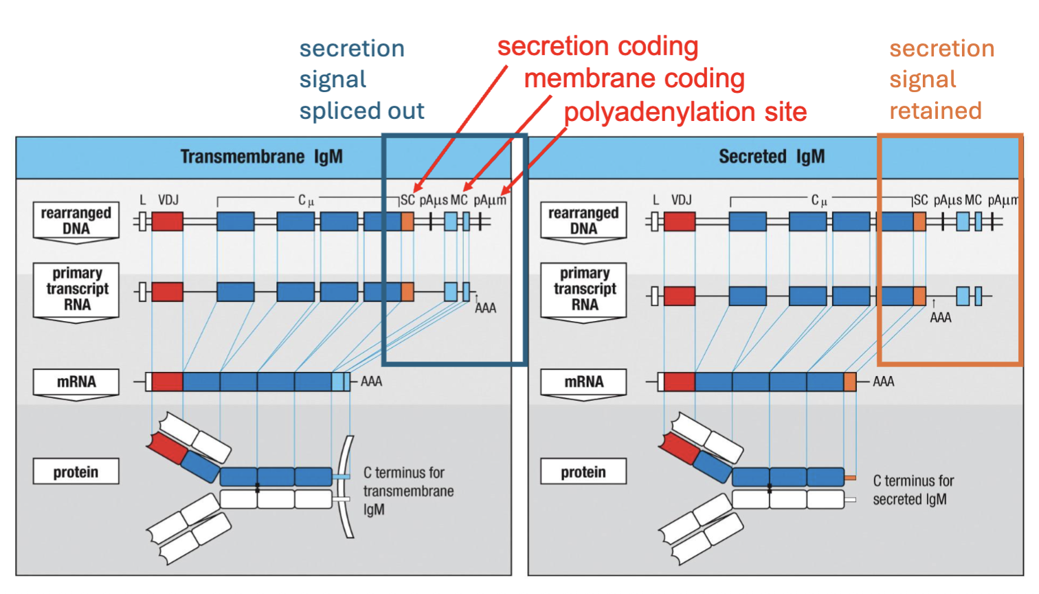 <p><span><strong><span>alternative RNA splicing</span></strong></span></p><ul><li><p><span><span>Antibodies are made at higher concentrations than BCR</span></span></p></li><li><p><span><span>The difference between the membrane bound and secreted forms comes down to a hydrophobic or hydrophilic C terminus, respectively</span></span></p></li></ul><p>(B cell receptor on surface when cell is activated goes from making receptor to making antibody couple of diff. sequences, secretion, membrane and polyadenylation)</p>