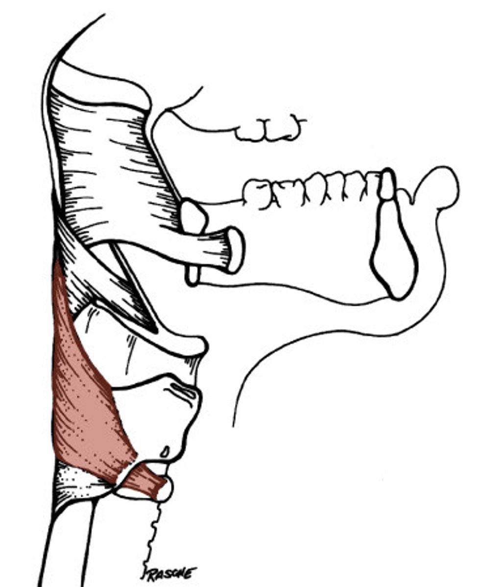 <p>reduces diameter of lower pharynx (peristaltic movements for swallowing)</p><p>- Vagus Nerve innvervation</p>