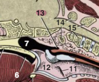 <p>What is the anatomical structure labeled 13 called and in what species is it present? </p>