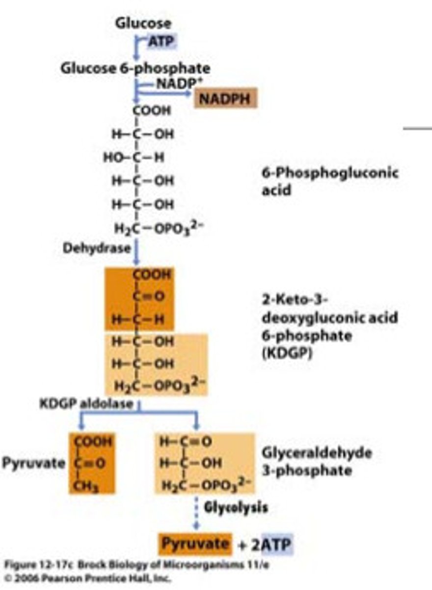 <p>Not in eukaryotes</p>