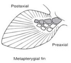 <p>the basals are located posteriorly and most radials project to the preaxial side of the fin. Likely evolved first because they are common in gnathostomes.</p>