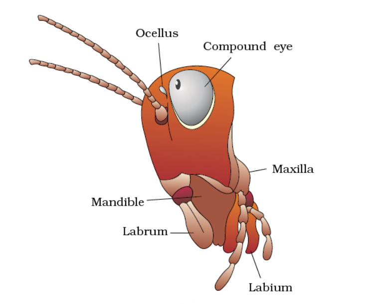 • Head is triangular and hypognathous.
• Top part of the head is called the vertex. Chitin plate below it Frons.
• Lateral side: 1 pair of the compound eye; 1-pair of antennae; flattened plates called gena.
• Dorsal side: Fenestra/ Ocellar spot
• Anterior side: Clypeus