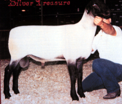 <p>Largest of meat type breeds, black head, ear and legs with no wool on head or legs</p>