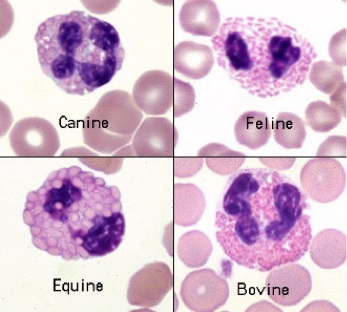 <p>What cell is this?</p>