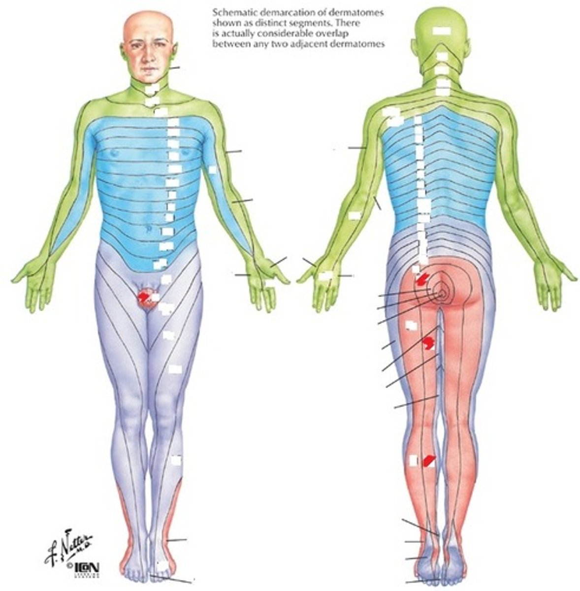 <p>Medial aspect of posterior thigh, posterior knee--popliteal fossa</p>