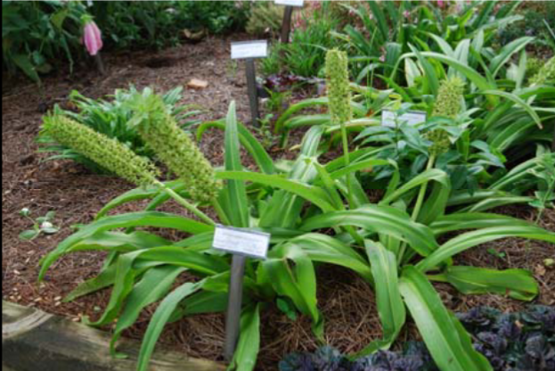 <p>Eucomis comosa </p>