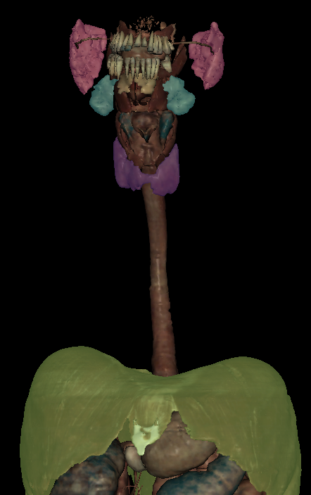 <p>Name the structure highlighted (pink)</p>