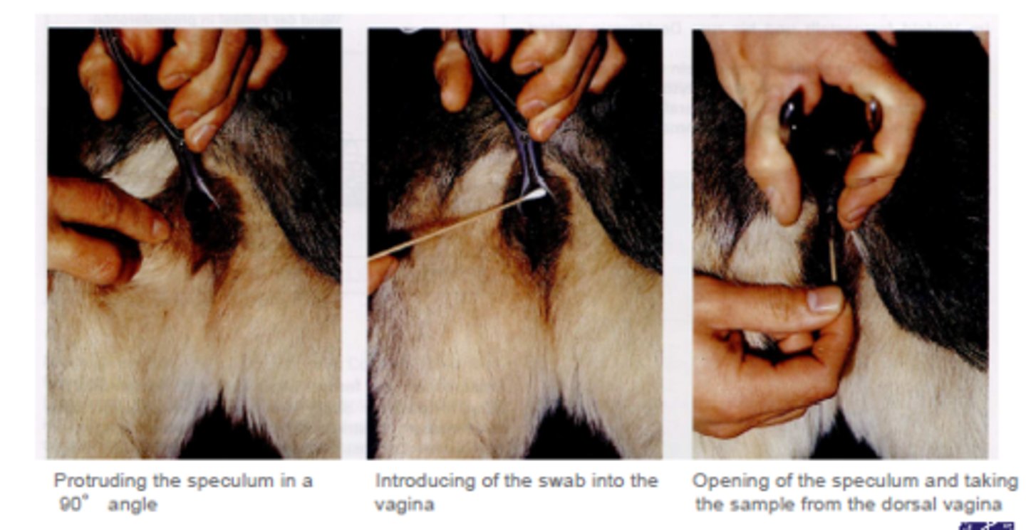 <p>Som på tegningen og så skal man være obs på fossa clitoris</p>