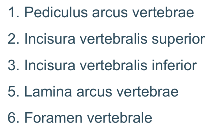 <ol start="7"><li><p>Corpus vertebrae</p></li></ol>