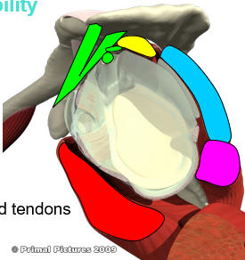 <p>Name the 4 rotator cuff muscles in this diagram</p>