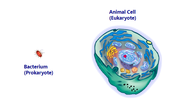 <p>eukaryotic cells are larger than prokaryotic cells</p>