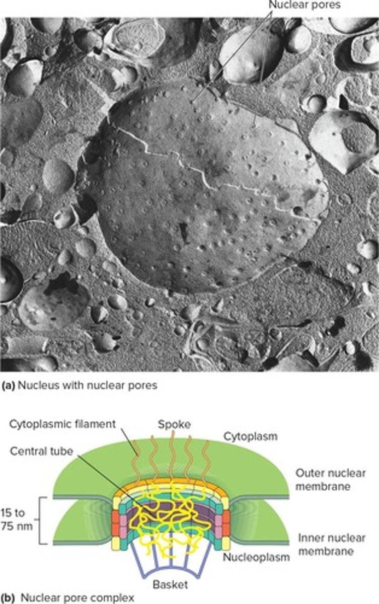 <p>Double membrane surrounding the nucleus.</p>