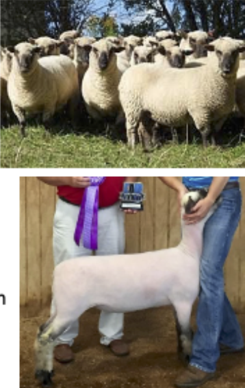 <p>Developed England, native sheep, Leicester &amp; Cotswold cross</p>