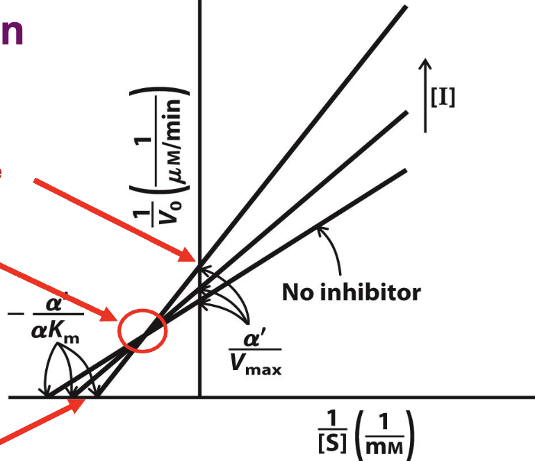 <p>What plot is this?<br>a. Ping-Pong Kinetic Mechanism&nbsp;<br>b.Competitive Inhibition&nbsp;<br>c. Sequential Kinetic Mechanism&nbsp;<br>d. Mixed Inhibition&nbsp;<br>e. Uncompetitive&nbsp;Inhibition</p>