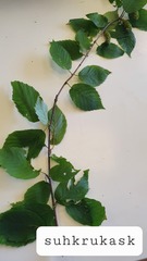 Betula lenta
