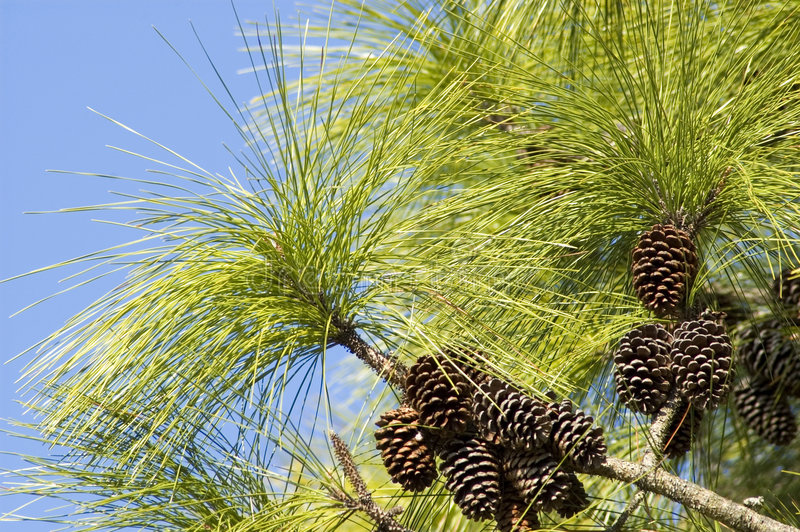 Longleaf pine