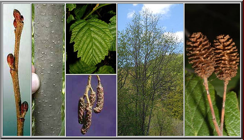 Blades: dark green on top, light green on bottom, VERY finely serrated leaves
Reproductive: reddish brown open cone on end of branch
Bark: grey with lighter horizontal lenticles, multi stemmed