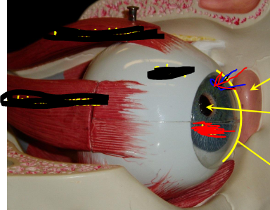 <p>What part of the eye is this</p>