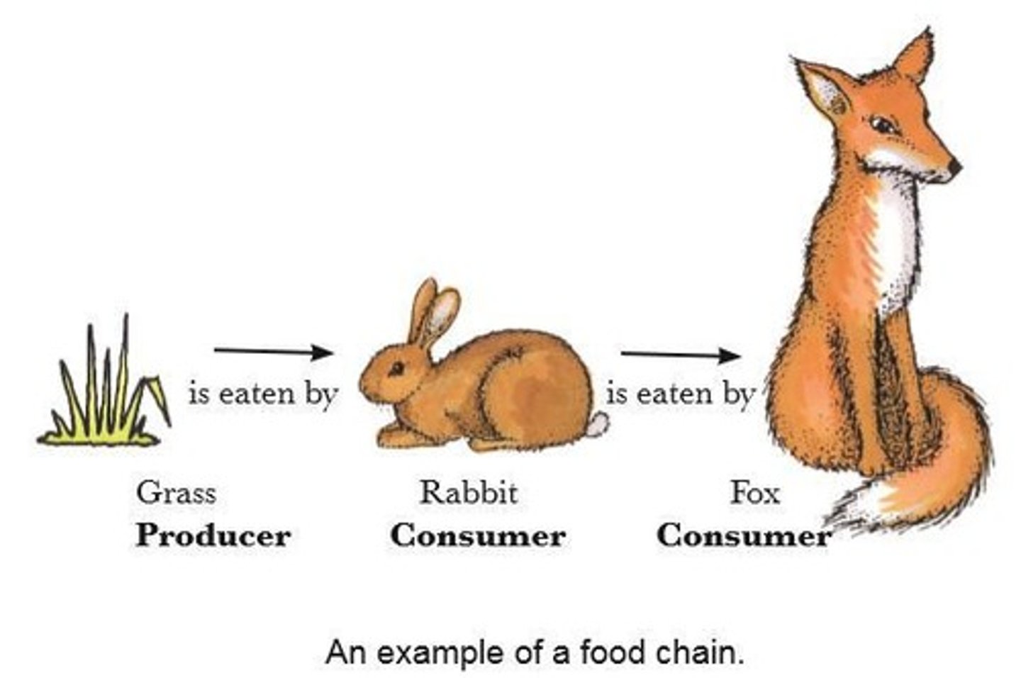 <p>In this food chain the rabbit and the fox are consumers.</p>