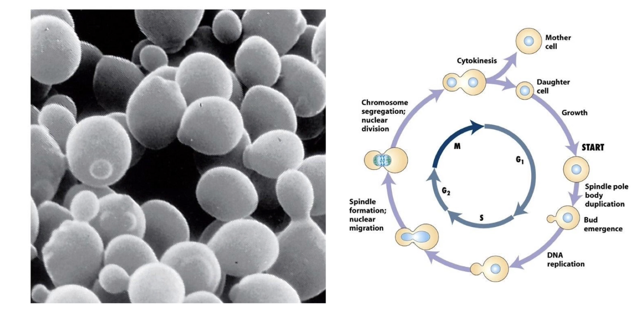 <ul><li><p>Forms <strong>daughter bud</strong> in <strong>G1</strong>, before S-phase</p></li><li><p>Same <strong>cell cycle regulators</strong> in <em>S. cerevisiae</em> as <em>S. pombe</em></p></li></ul><p></p>