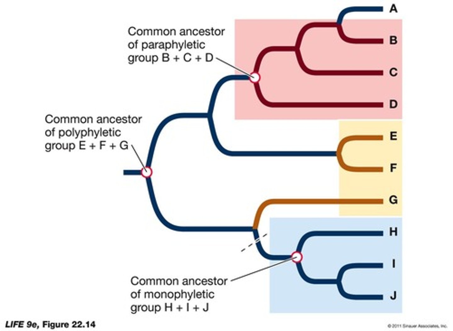 <p>Monophyletic (includes ancestor and all descendants), paraphyletic (does not include all descendants), and polyphyletic (does not include the common ancestor).</p>