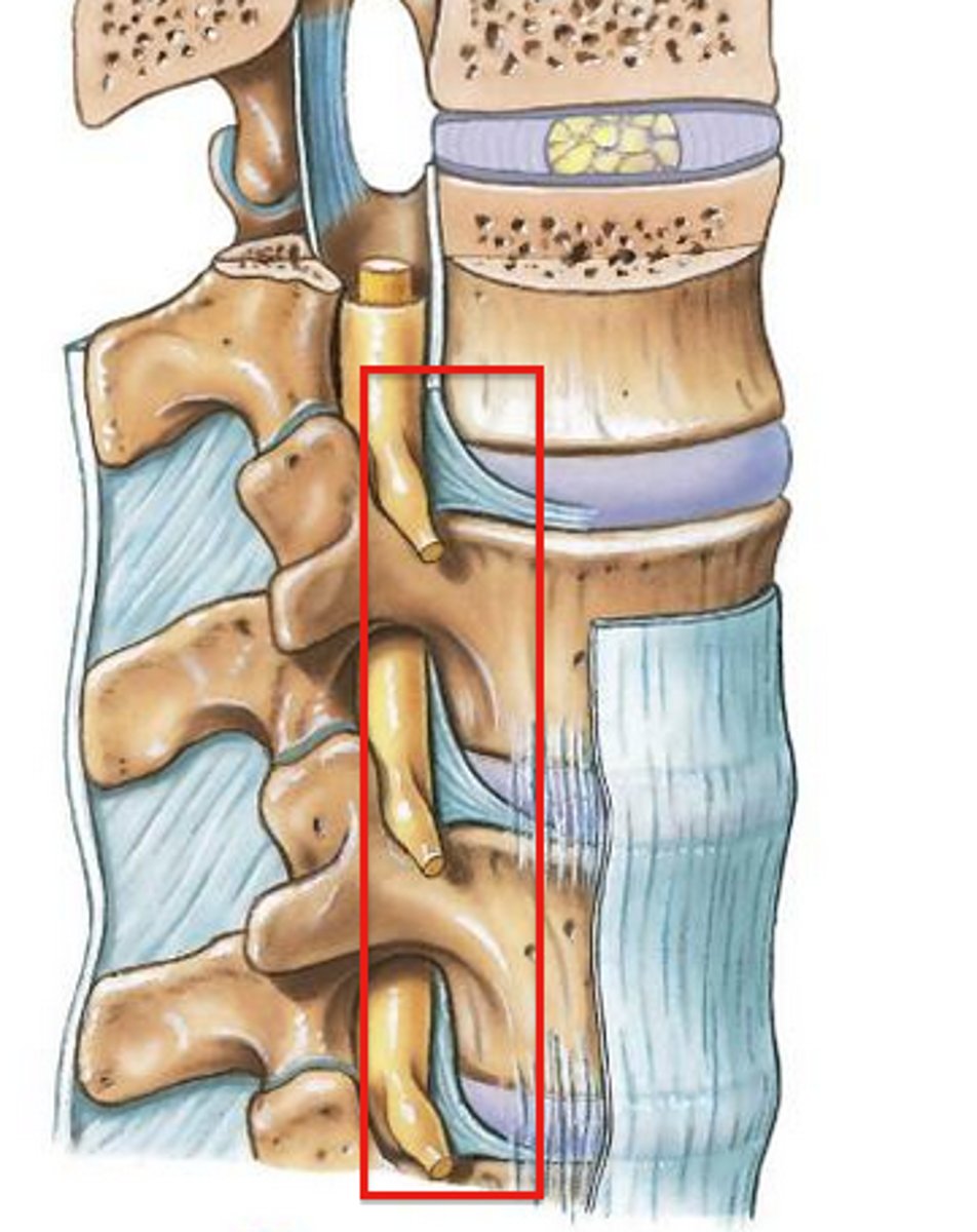 <p>Weaker</p><p>Prevents hyperflexion</p><p>Prevents posterior prolapse of IV disc</p>