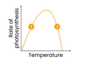 <p>Describe and explain how temperature affects rate of photosynthesis</p>